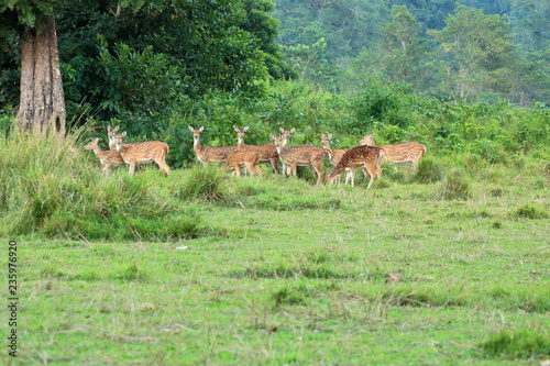 Wild roe deer herd in a field in Nepal