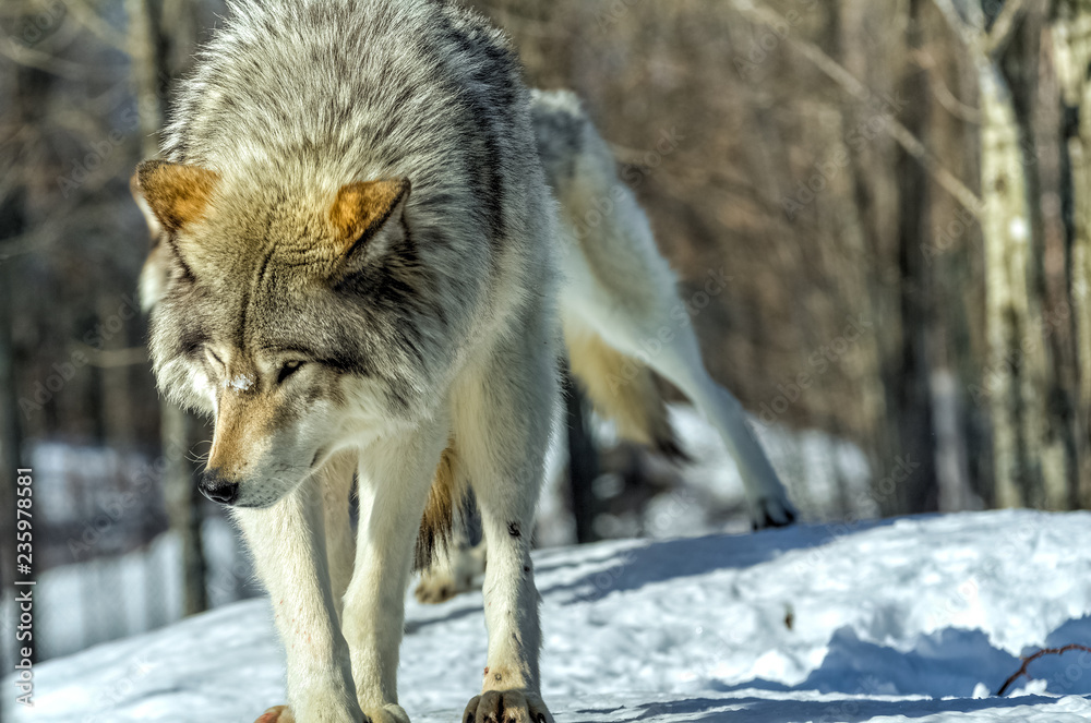 Naklejka premium Lone dominated grey wolf walking on snow during winter at the conservation park.