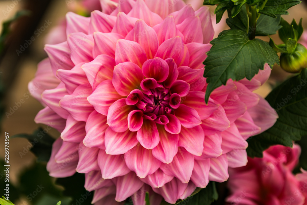 Blüte 1 Blüte 1