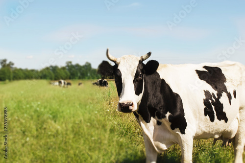 cow on a green meadow  looking at camera on background of blue sky and forest.