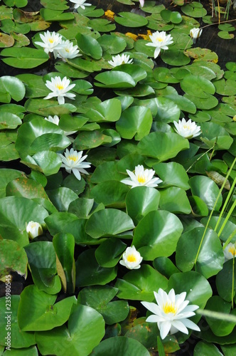 Water Lilies