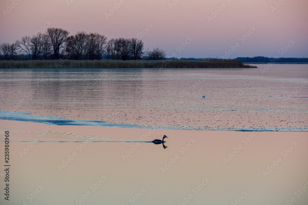 Naklejka premium Great crested grebe
