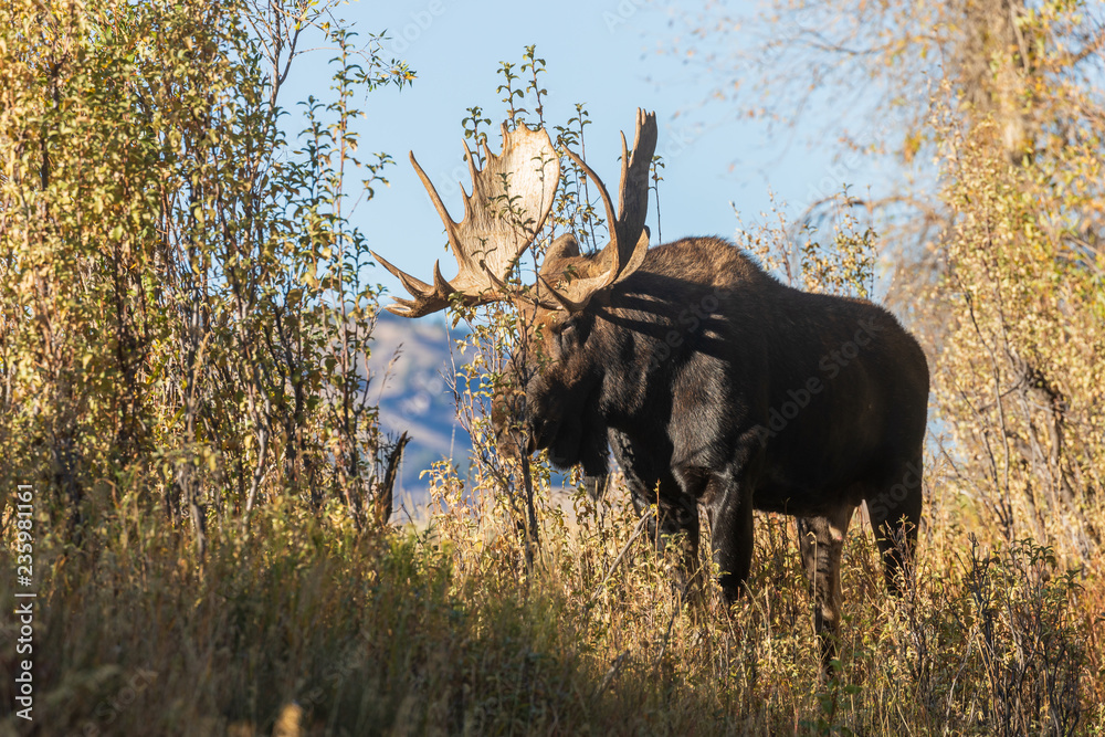 Bull Shiras Moose in the Fall rut in Wyoming Bull Shiras Moose in the Fall rut in Wyoming