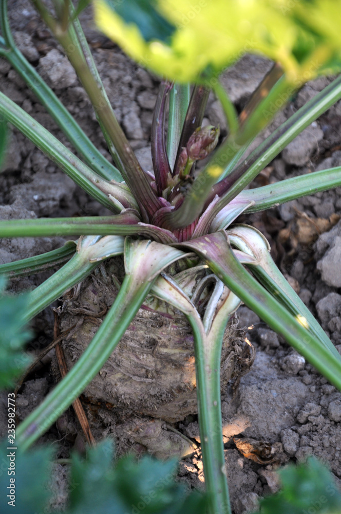 Obraz premium Organic soil grows celery