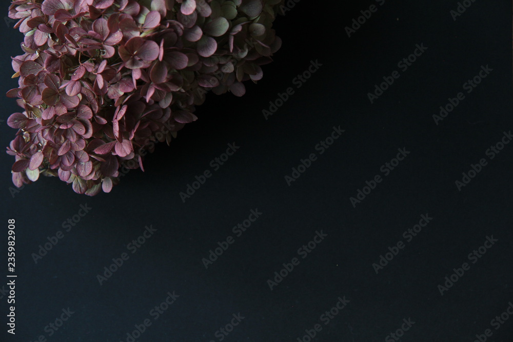 Obraz premium Purple Hydrangea On Black Background