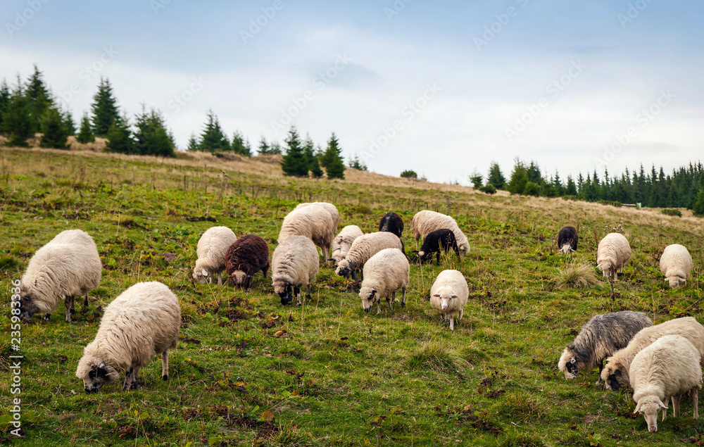 Panorama of landscape with herd of sheep graze on green pasture in the mountains. Young white and brown sheep graze on the farm. Panorama of landscape with herd of sheep graze on green pasture in the mountains. Young white and brown sheep graze on the farm.