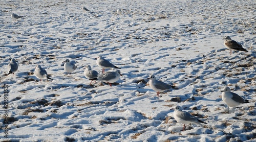Baltic seacoast 11 birds