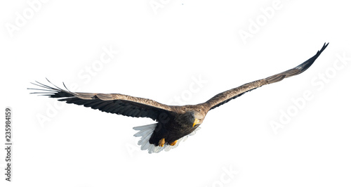 Adult White-tailed eagle in flight. Isolated on White background. Scientific name: Haliaeetus albicilla, also known as ern, erne, gray eagle, Eurasian sea eagle and white-tailed sea-eagle