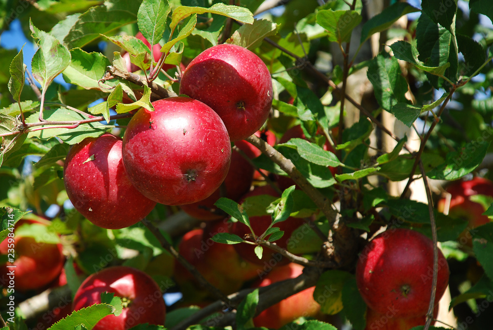 Bunch of red Gala apples on a apple tree in South Tyrol, Italy Bunch of red Gala apples on a apple tree in South Tyrol, Italy