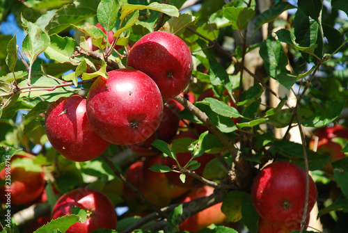 Bunch of red Gala apples on a apple tree in South Tyrol, Italy