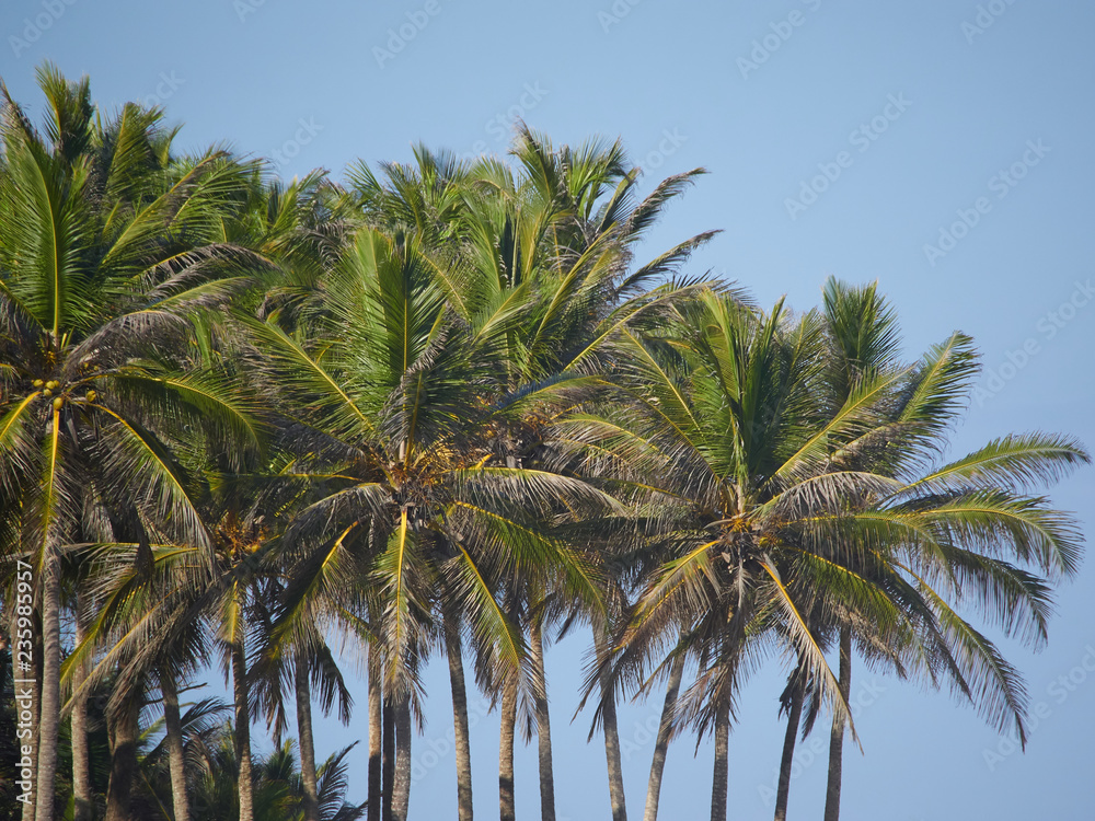 palm tree in Dominican republic. Blue sky background
