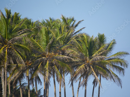 palm tree in Dominican republic. Blue sky background © Andrei