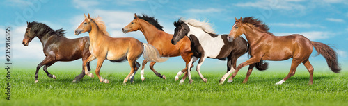 Fototapeta Naklejka Na Ścianę i Meble -  Horses free run gallop i green field with blue sky behind