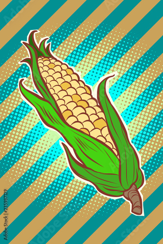 corn maize cob. appetizing vegetarian product