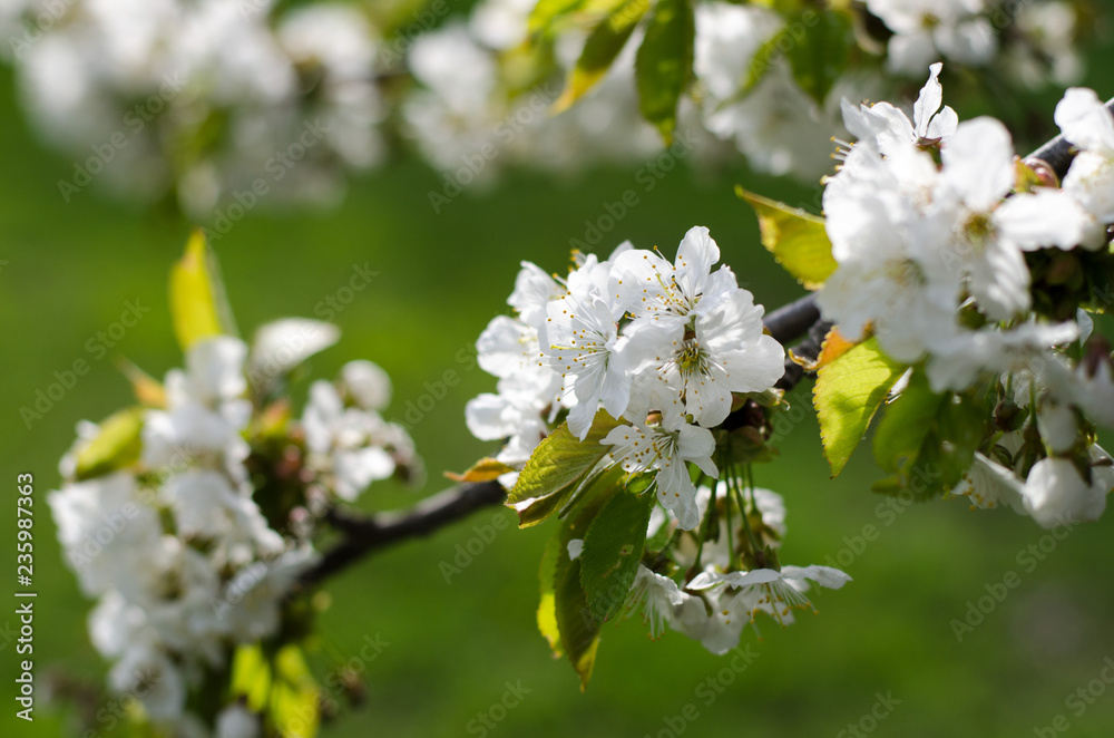 White cherry blossoms on branch