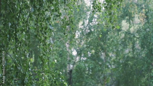 Light Summer Rain among Birch Trees