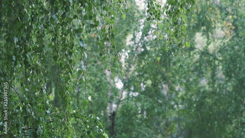 Light Summer Rain among Birch Trees