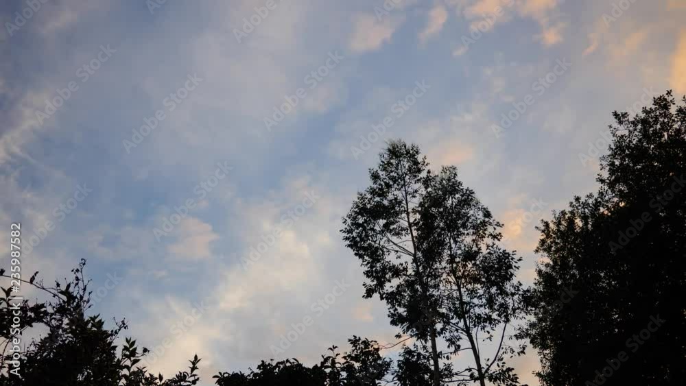 Day to night timelapse of sky with trees in silhouette