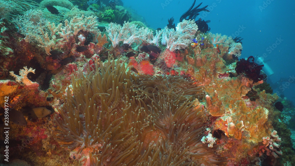 Clown Anemonefish in actinia on coral reef. Amphiprion percula. Mindoro. Underwater coral garden with anemone and clownfish. Philippines Clown Anemonefish in actinia on coral reef. Amphiprion percula. Mindoro. Underwater coral garden with anemone and clownfish. Philippines