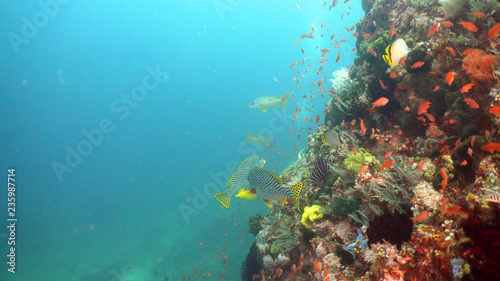 Fototapeta Naklejka Na Ścianę i Meble -  Fish and coral reef at diving. Wonderful and beautiful underwater world with corals and tropical fish. Hard and soft corals. Philippines, Mindoro. Diving and snorkeling in the tropical sea.