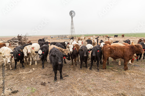 Livestock and Windmill in Texas Panhandle