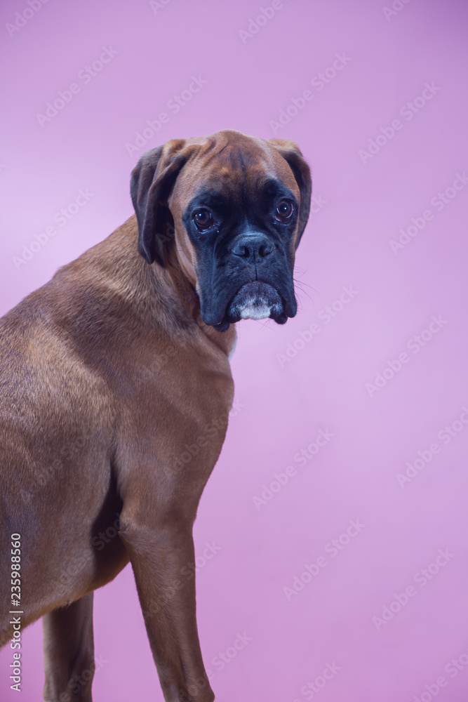 Boxer dog sitting sideway and looking into camera.