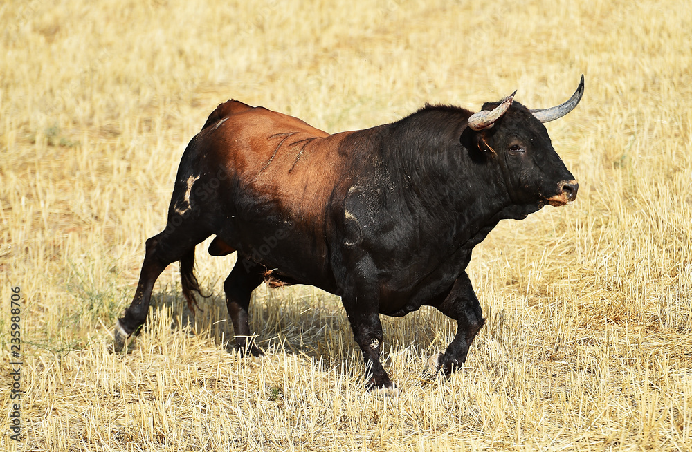 toro en españa toro en españa