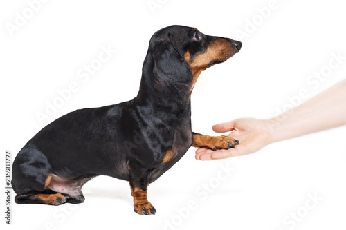 Adorable dachshund dog, black and tan, gives paw his owner closeup with human hand, isolated on white background
