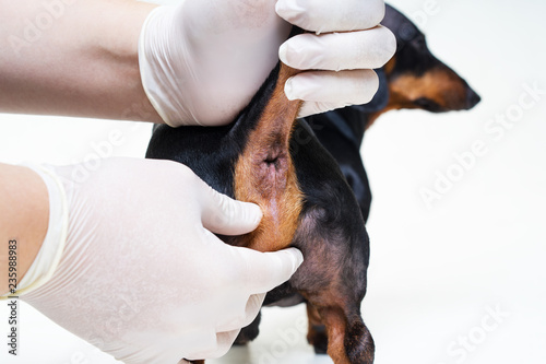 фотографія regular procedure prophylactic cleaning the paranal glands in the dog veterinari