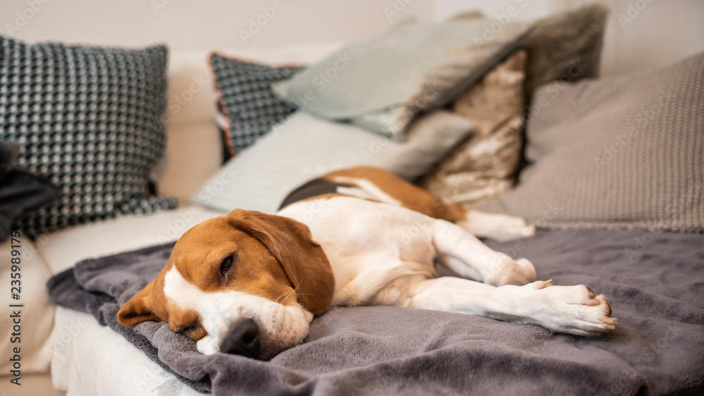 Obraz premium Sleeping beagle on the sofa in living room