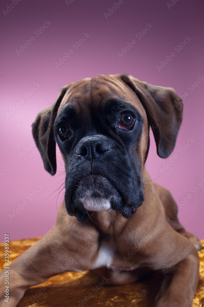 Close up on boxer dog's head. Close up on boxer dog's head.