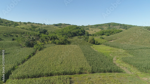 Green corn fields in the hills  Philippines  Luzon. Corn field in agricultural farmland  rural landscape with blue sky.
