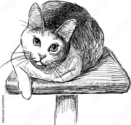 A domestic cat lying on his shelf