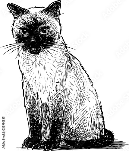 A hand drawing of a sitting siamese kitten