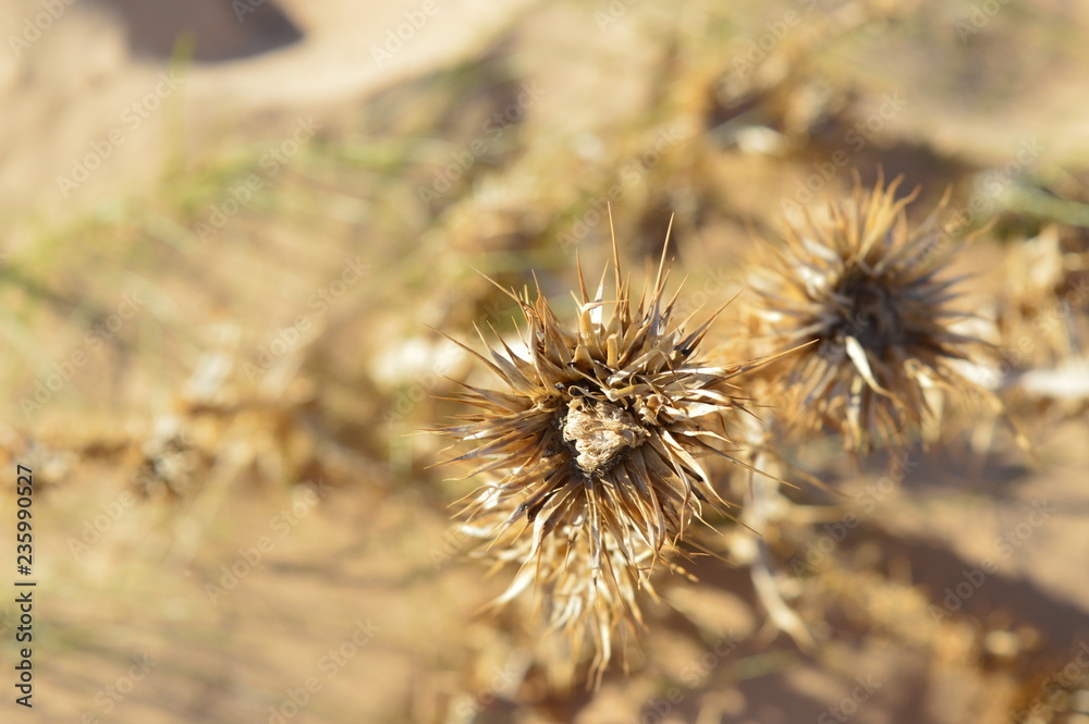 Fototapeta premium Spiny plant