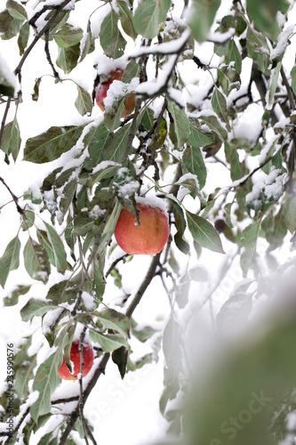 Apples on a Tree Under Fresh Snow. Red apples on an apple-tree covered with snow