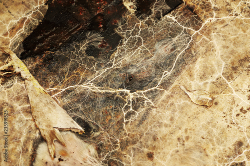 detail of Serpula lacrymans mycelium