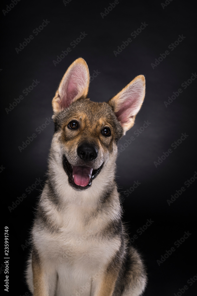 Portrait of a sitting female tamaskan hybrid dog puppy with flappy ears isolated on a white background looking at camera