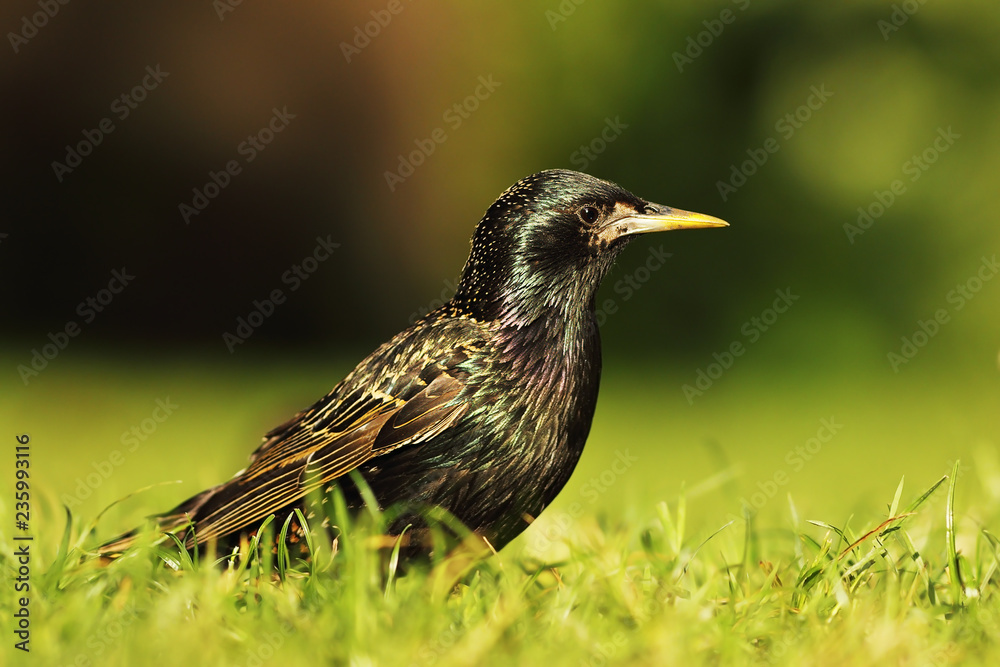 full length common starling full length common starling