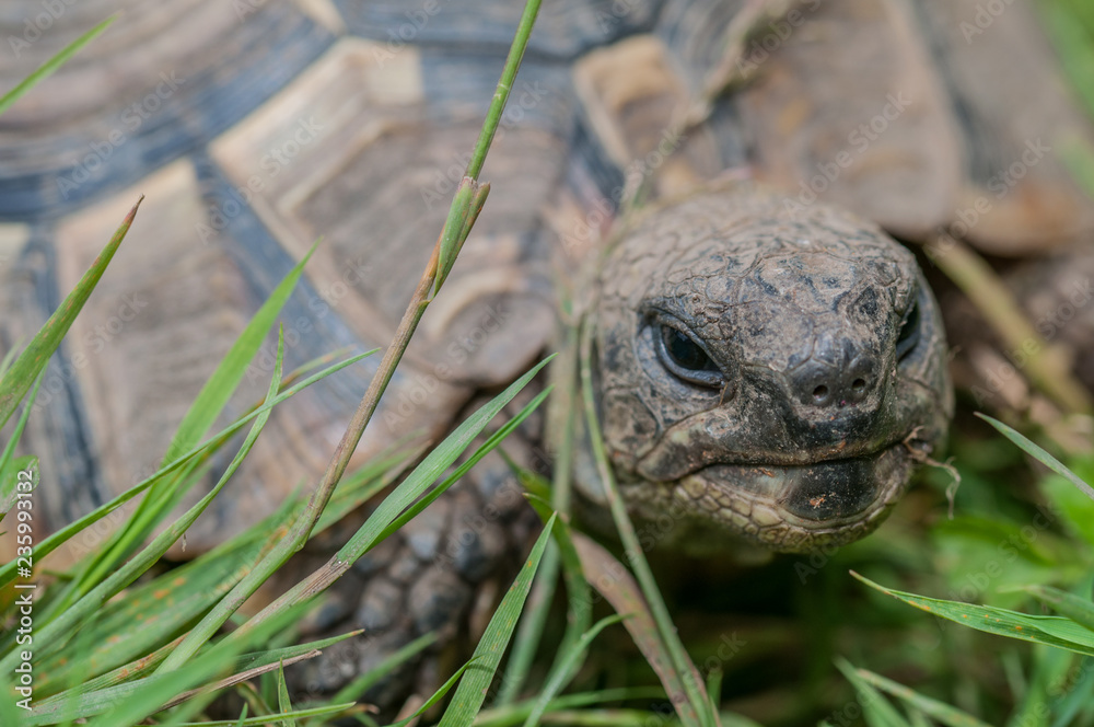 hermann's tortoise (turtle) close-up in the garden hermann's tortoise (turtle) close-up in the garden