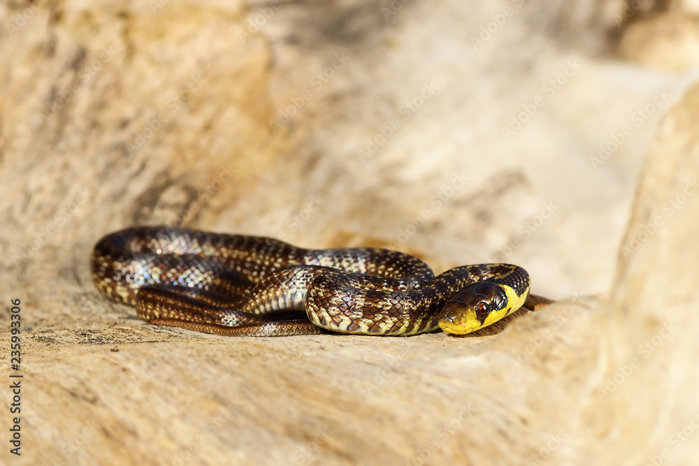 juvenile aesculapian snake basking on wood stump juvenile aesculapian snake basking on wood stump