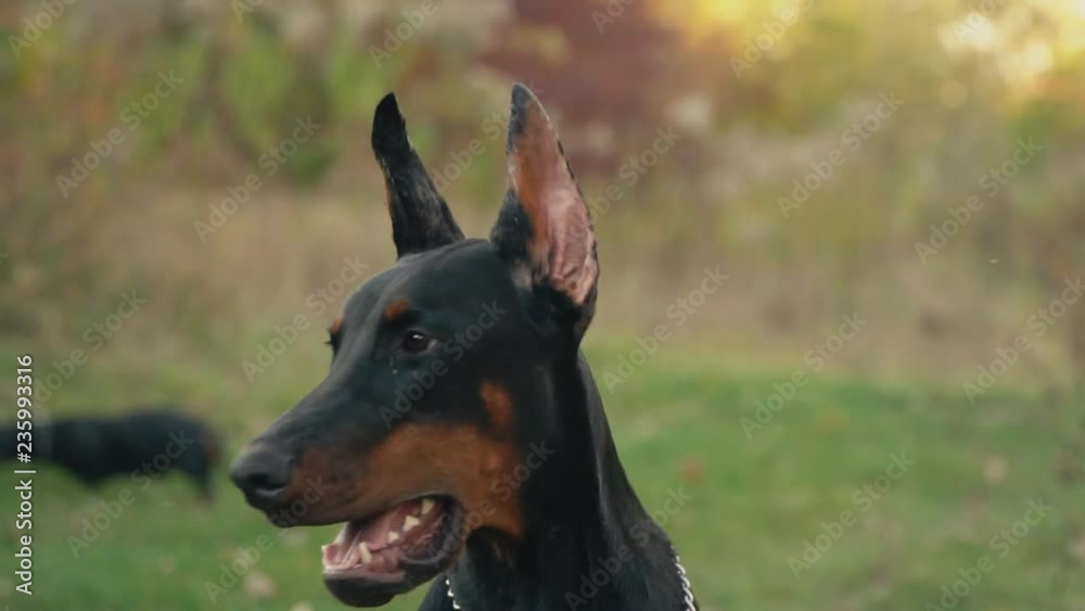 dog breed Doberman on nature dog breed Doberman on nature