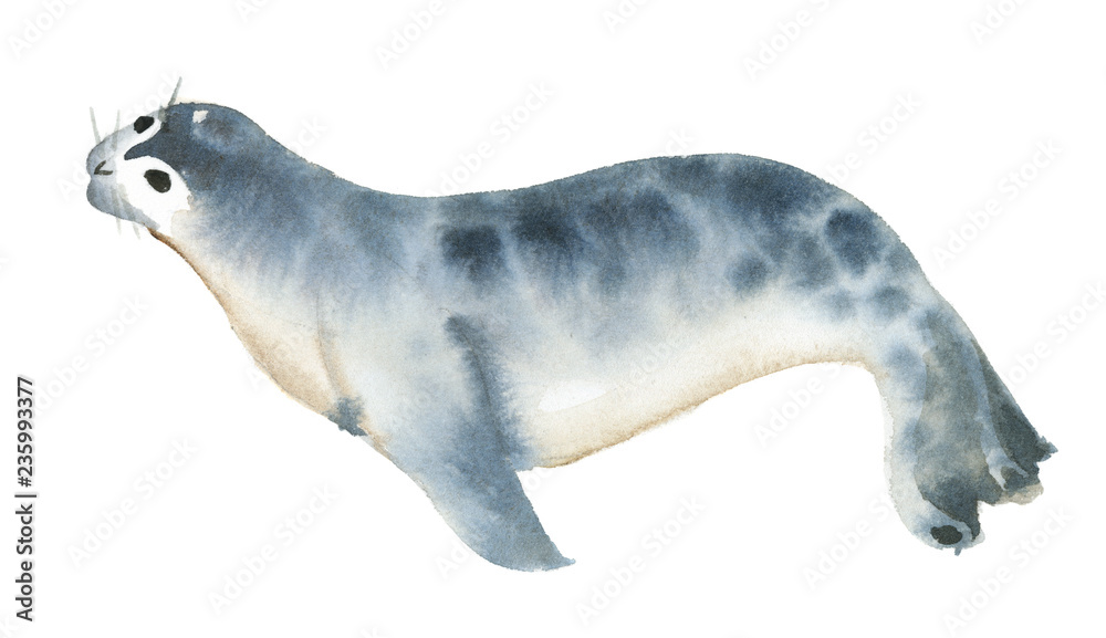 Obraz Watercolor illustration isolated on white background. A gray sea calf ram lies. Splashes sketch of wild sea north animals