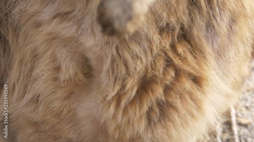 Cute Joey rock wallaby marsupial kangaroo animal Australia