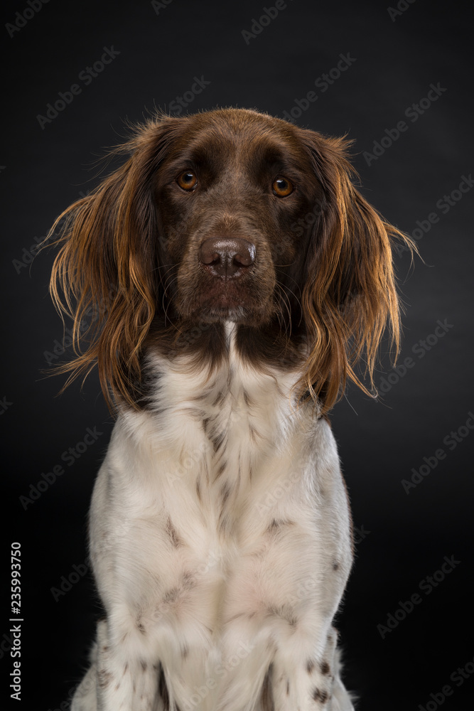 Portrait of a female small munsterlander dog, heidewachtel, on black background