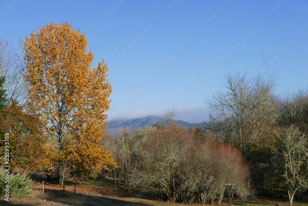Fototapeta premium Country landscape with deciduous trees, hills and blue sky,