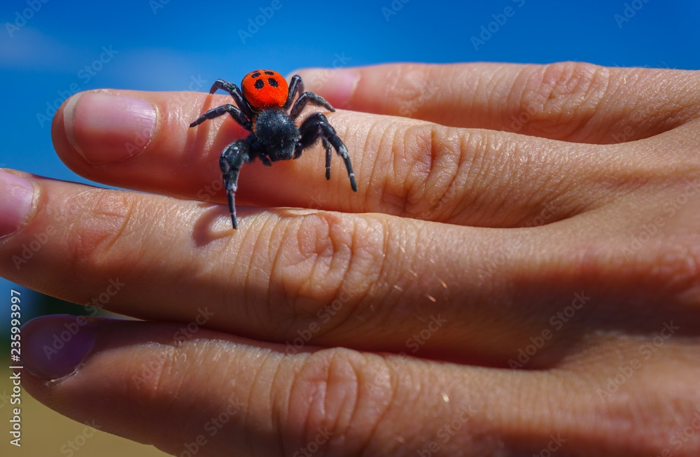 Close up Ladybird Spider (Eresus Sandaliatus) on the woman's hand.