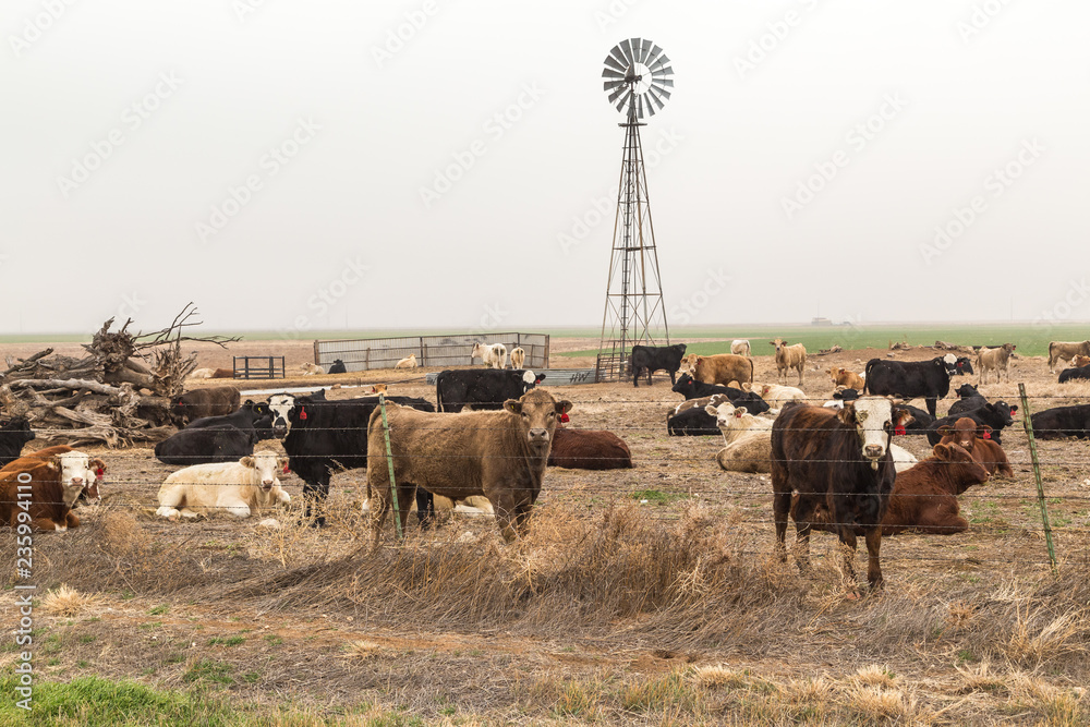 Obraz premium Texas High Plains Cattle Ranch