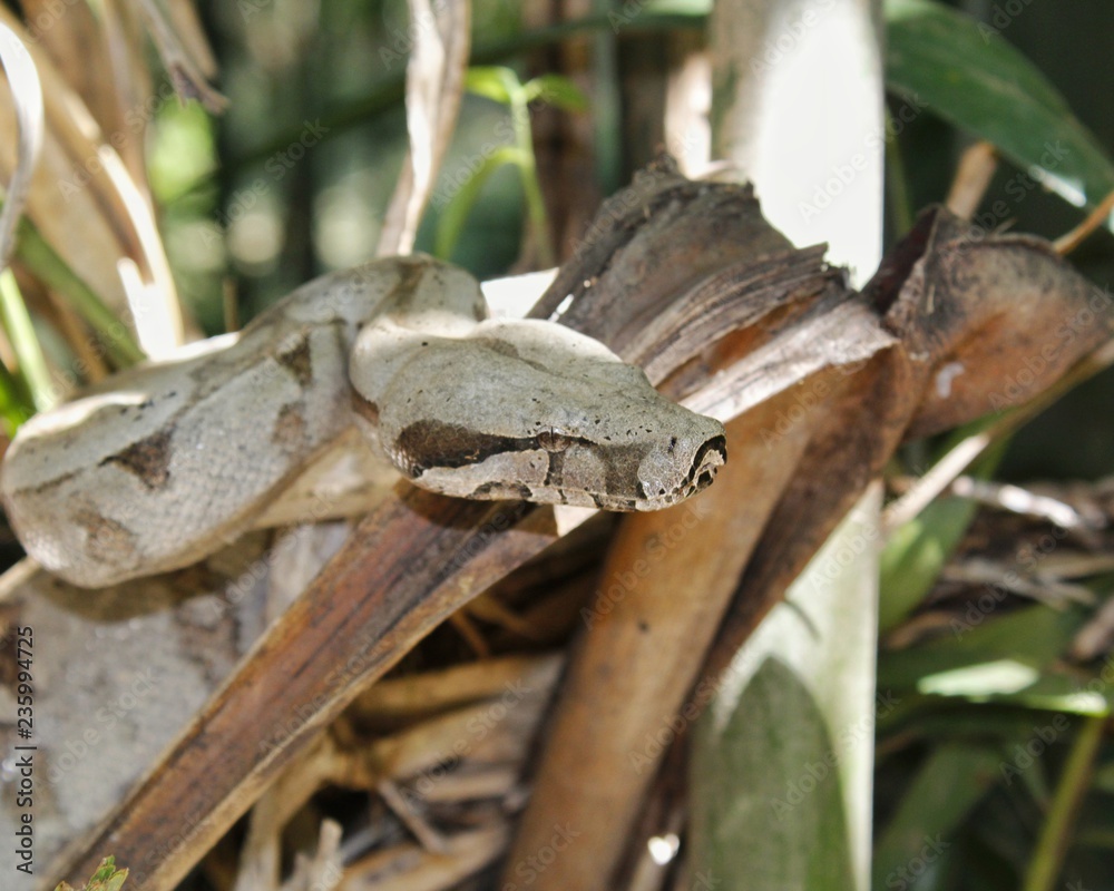 Obraz premium Boa constrictor