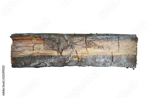 wood sample attacked by dry rot photo